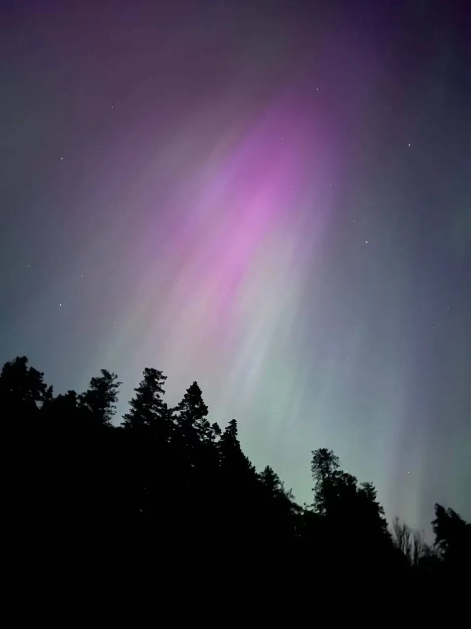 Purple and green aurora over a dark tree line