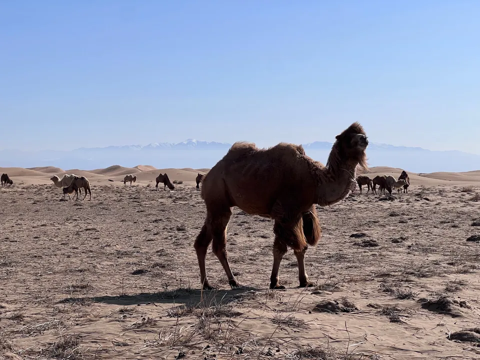 A Bactrian camel walking across dry sand, more camels behind