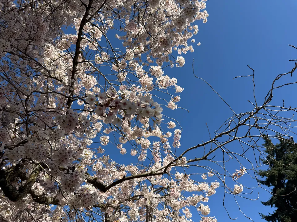 White cherry blossoms against a clear blue sky